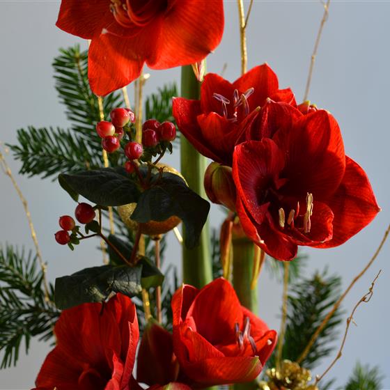 The Christmas Amaryllis Hatbox