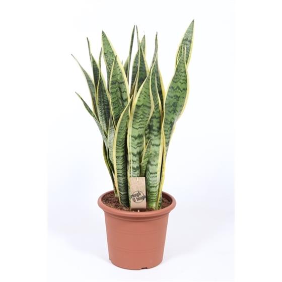 Sansevieria tri. Laurentii - mother-in-law's tongue - snake plant